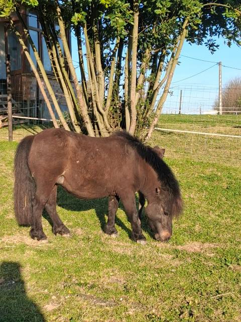 Ponette oc 4 ans