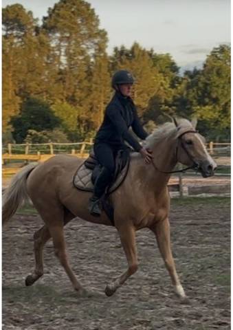 Ă vendre quarter - oc palomino