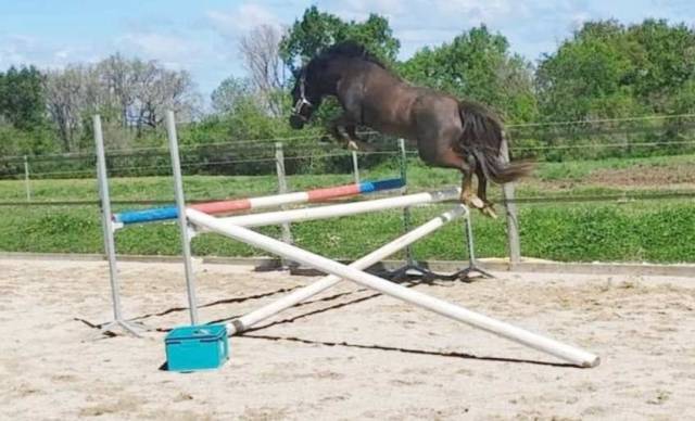 Exceptionnel étalon new-forest de 6 ans