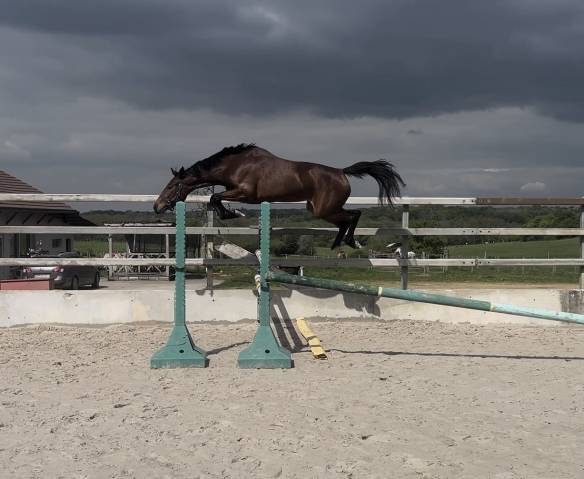 Jument sf 3 ans monté