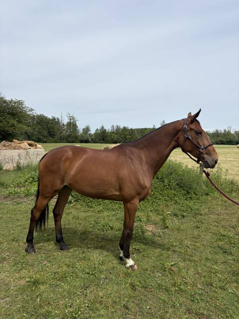Jument 8 ans sf cso 