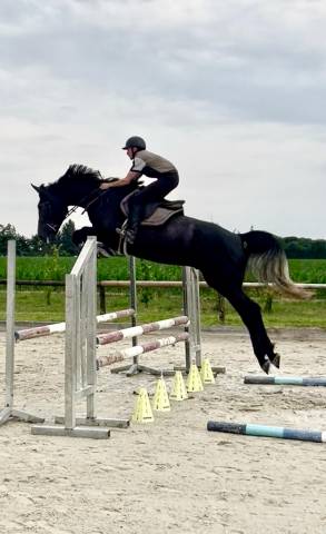 Hongre 4 ans cso 