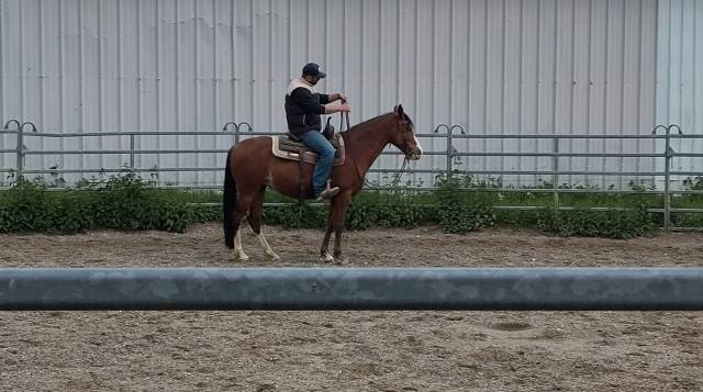 Rocky mountain horse
