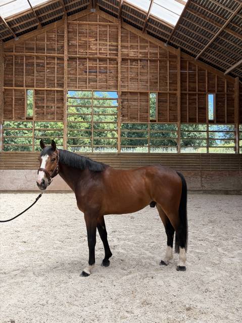 Magnifique hongre de 6 ans 