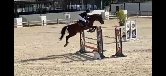 Cherche stagiaire galop 7