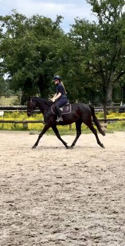 Demi pension jument