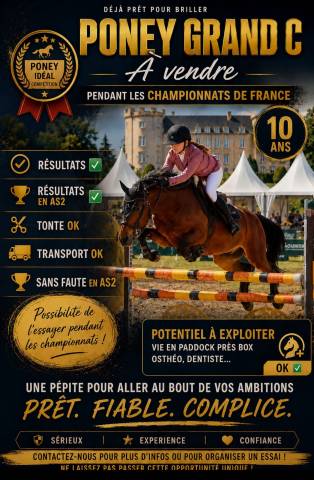 Domino poney c cso