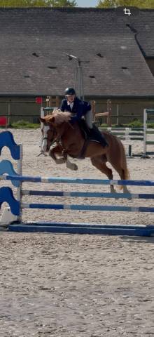 Poney d 