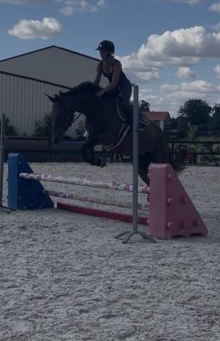 Prima, jument 5ans