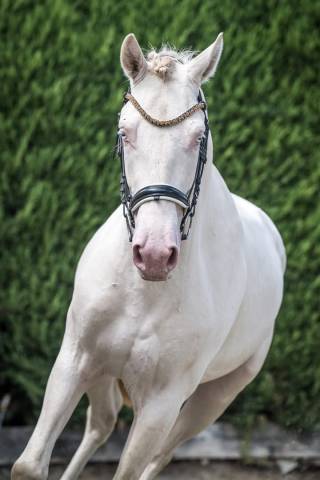 Hongre 4 ans dressage et loisirs