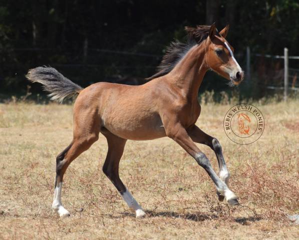 Welsh pony pp – jument d’exception suitée pouliche pp