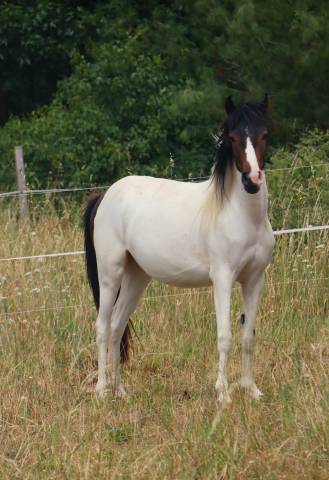 Ponette de 2 ans