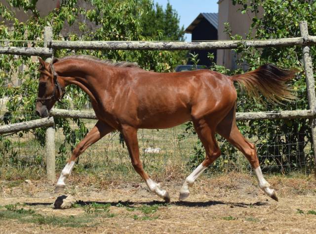 Welsh pony pp 2025 , femelle, alezane, importée, sport