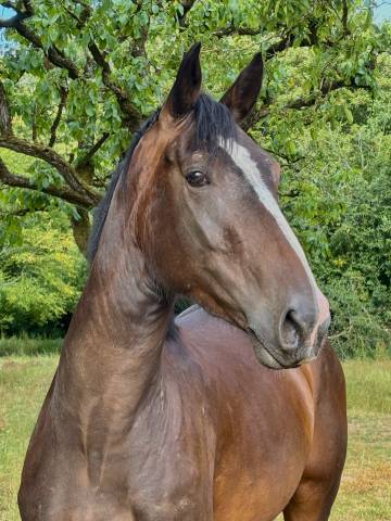 Cheval de sport - 3 ans
