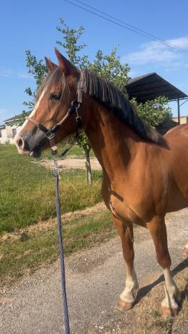 Ponette welsh cob