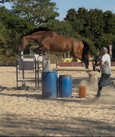 Cheval cso 8 ans