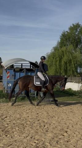Superbe jument pur-sang