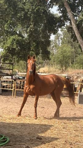 Jument retraité de course, trotteuse française 13 ans 