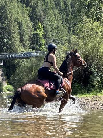 Cheval pur sang 11 ans