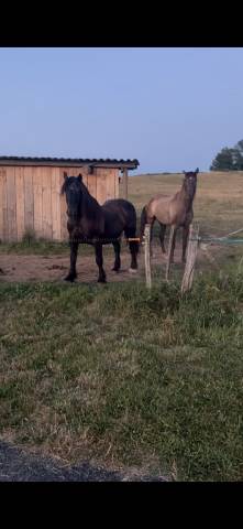Duo de chevaux inséparables - mistral et gipsy