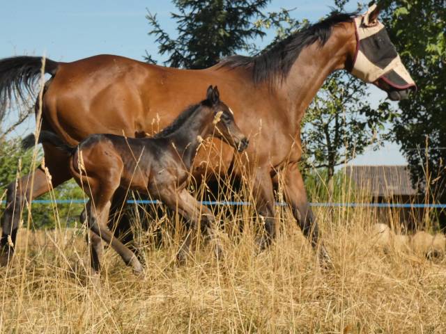 Poulain wesh part breed