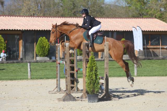 Vends cheval de sport belge pour cso