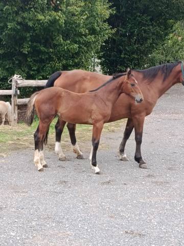 Superbe pouliche sf par qlassic bois margot