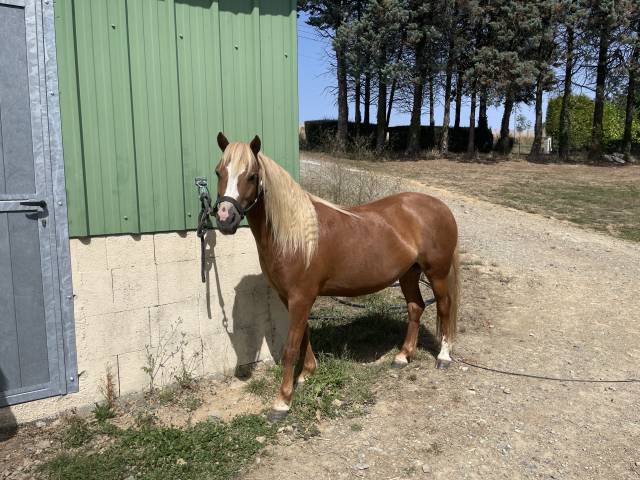 Superbe ponette dartmoor pp 6 ans