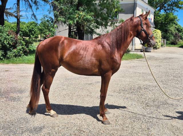 Pouliche tennessee walking ghorse