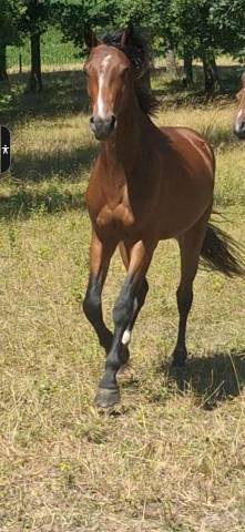 Chic 3 ans hongre 