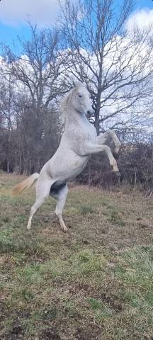 Pur sang arabe endurance