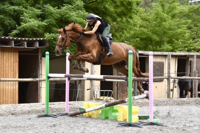 Hongre zangersheide de 7 ans