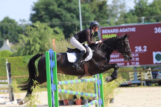 Cheval à vendre 