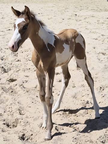 Poulain paint horse grullo overo pp