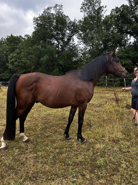 Nadir des galiniers cheval pure sang arabe 3 ans