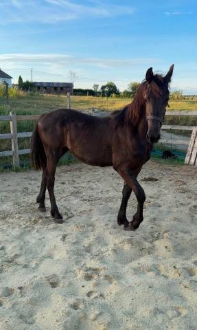 Magnifique poulain frison 1 ans
