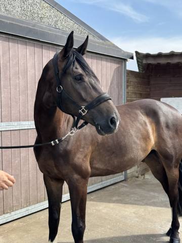 Hongre kwpn de 5 ans – donthargos × opium