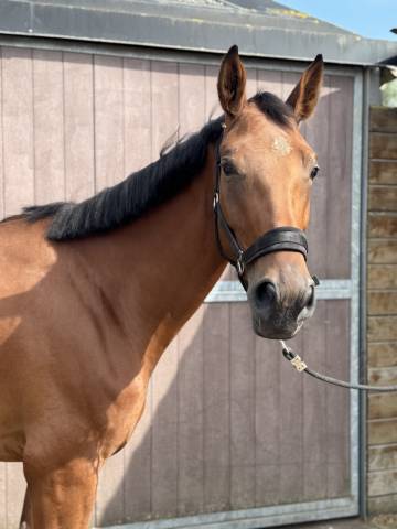 Jument sf de 4 ans – cicave du talus gfe × kashmir