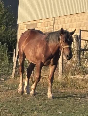 Pouliche demi  trait 