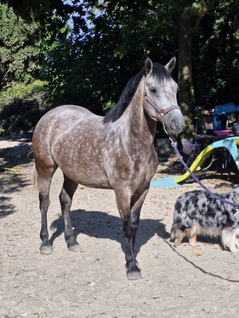 Top poney d 7ans hyper facile gros moyens