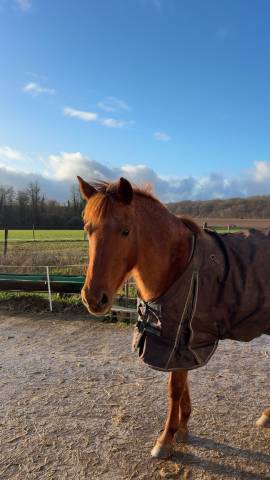 Poney français de selle