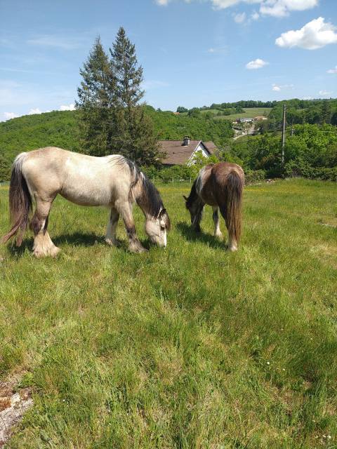 Pouliche drum horse