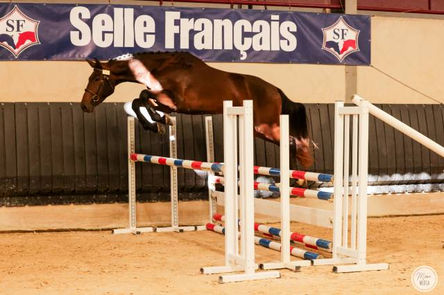 Hongre 3 ans sf