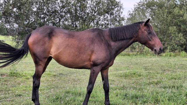 Belle jument loisirs ou repro