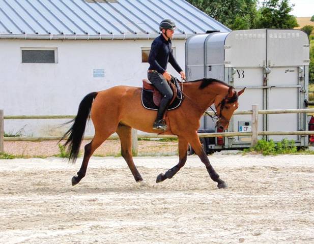 Futur cheval de gp - prêt 1.25m