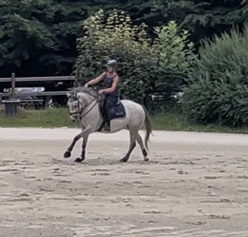 Top petite jument à vendre 