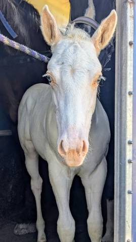 Poulain paint horse