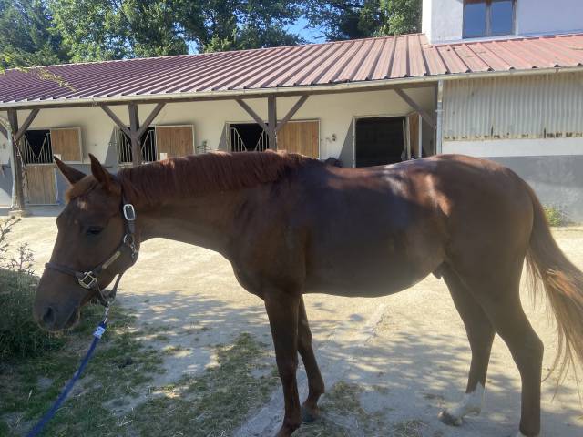 Jeune cheval 4 ans à vendre 