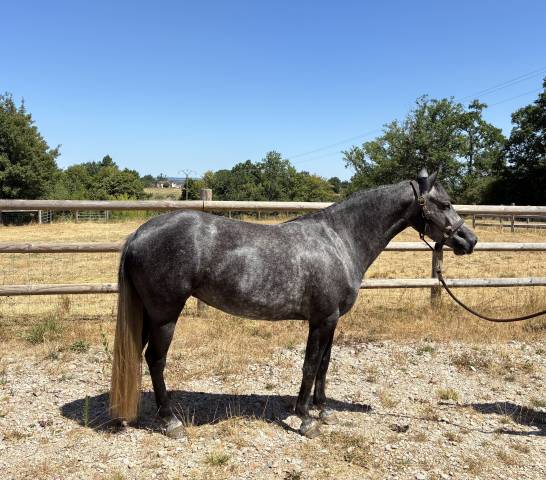 Super ponette de 3 ans 