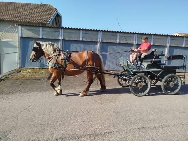 Menotte, jument comtoise pp